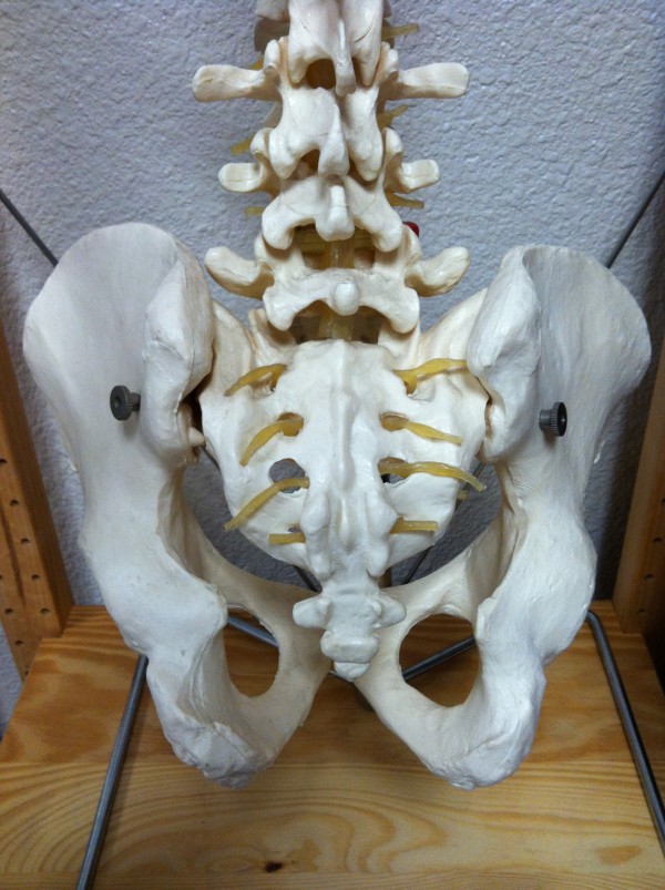 posterior view of sacrum