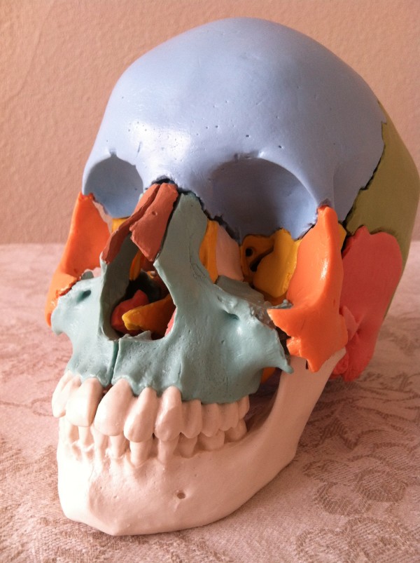 skull, frontal view, oblique